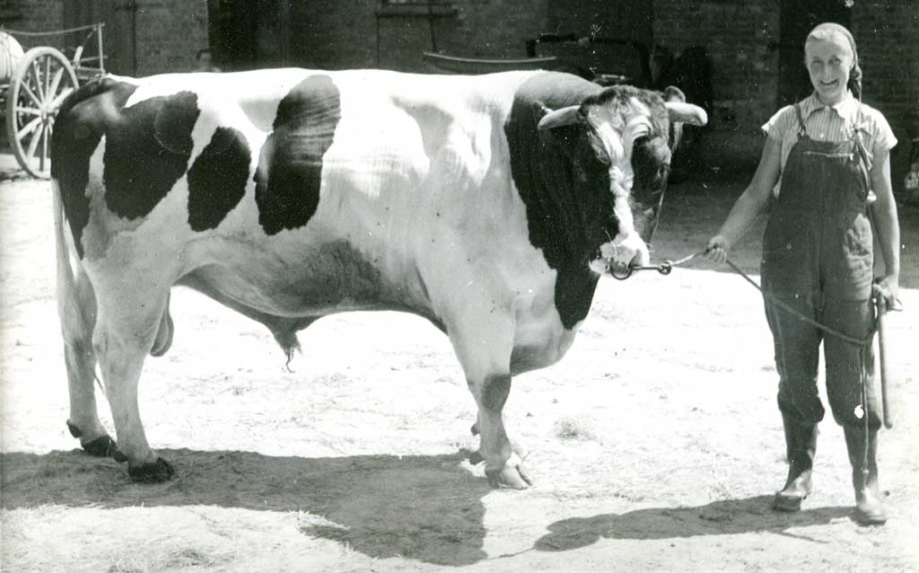 Bulle Gut Büstedt